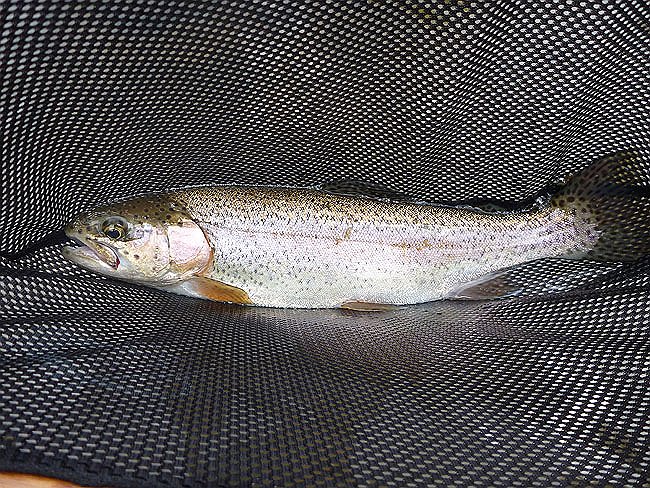 Kettle Trout5.JPG